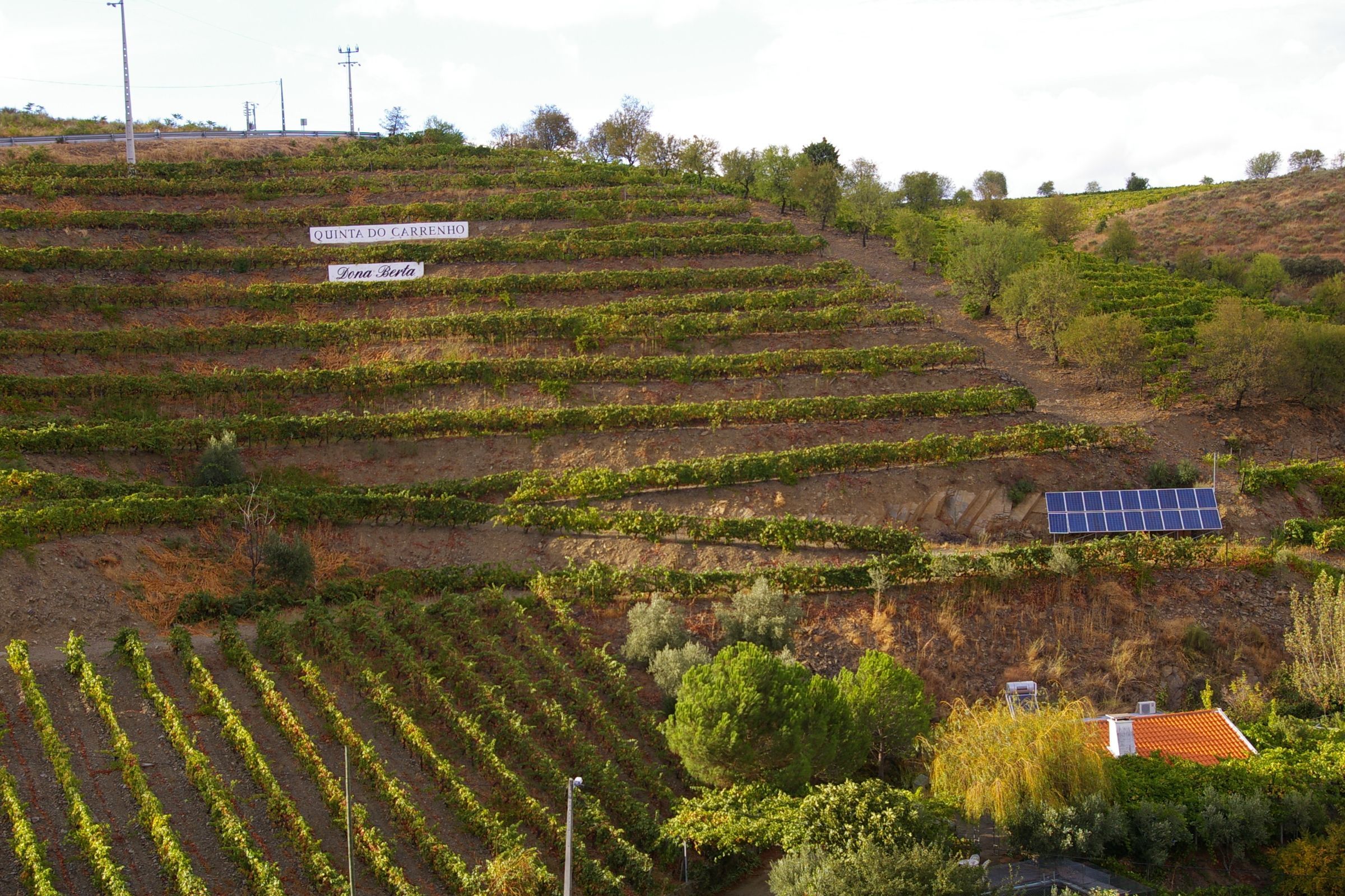 Weißwein Douro in Vinho O | Portugal vom Importeur